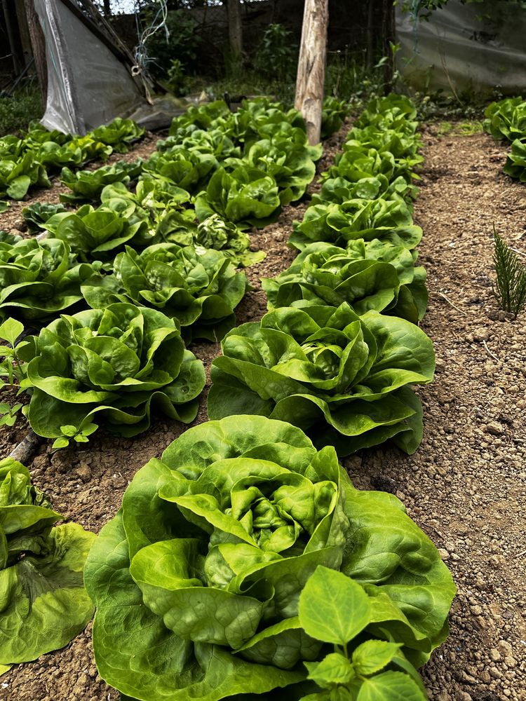 Salata verde de vanzare