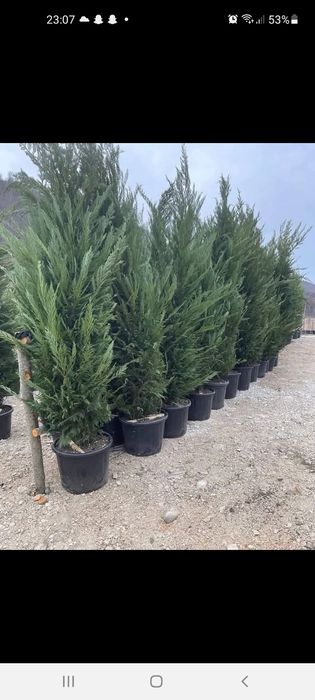 Vând plante ornamentale