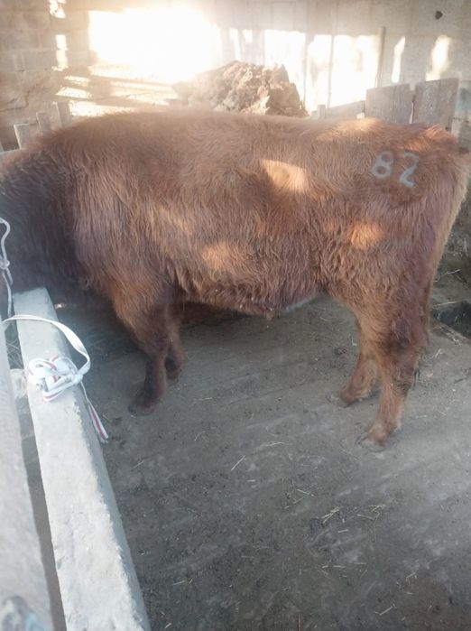 Семіз бұқа сатылады