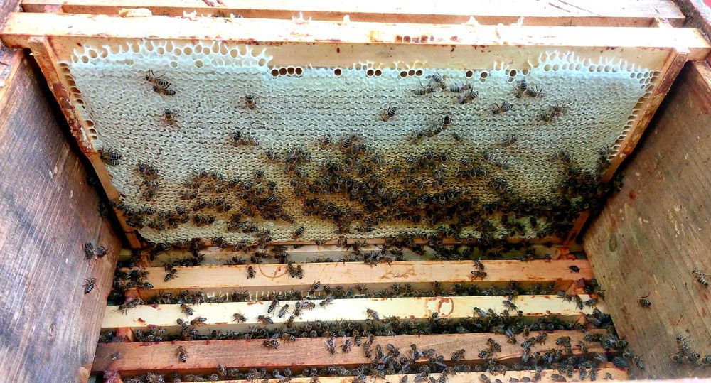 Miere de Albine 100% Naturala