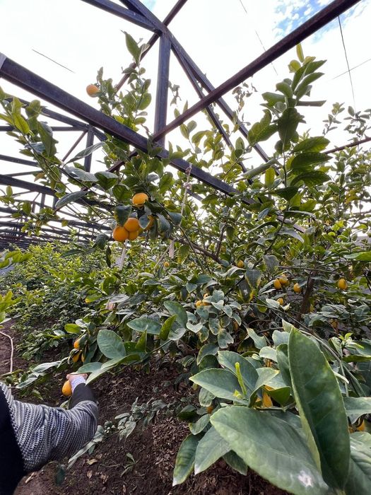 Issiq xona (parnik) sotiladi