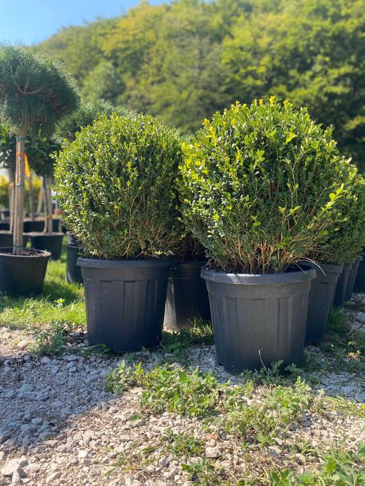 Buxus  la comanda