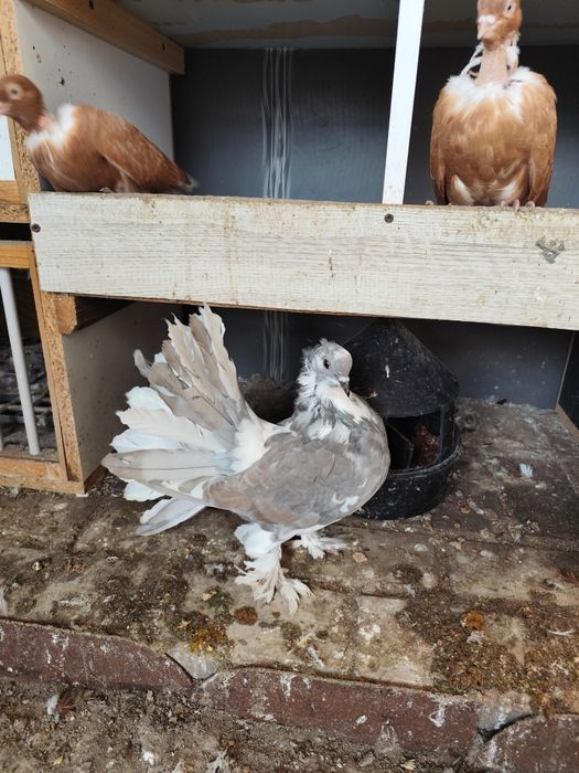 Voltat Indian linia mare