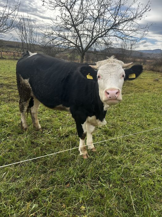 Vand juninca gestanta 5 luni