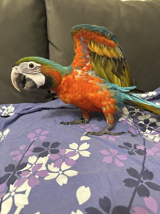 Ръчно хранена Ара Арлекин