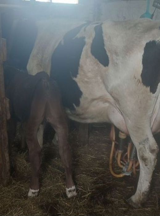 Коровы молочные высоко удойнные