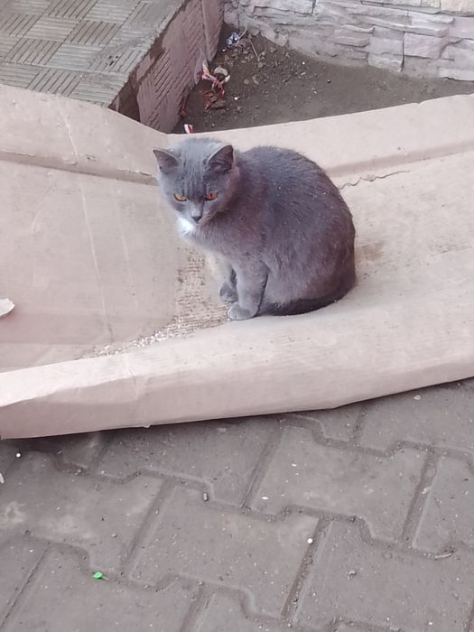Кот, кошка, котенок, в добрые руки