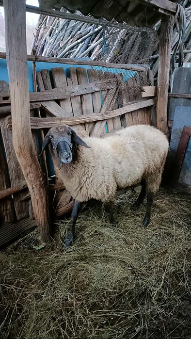 Vand berbeac de rasa