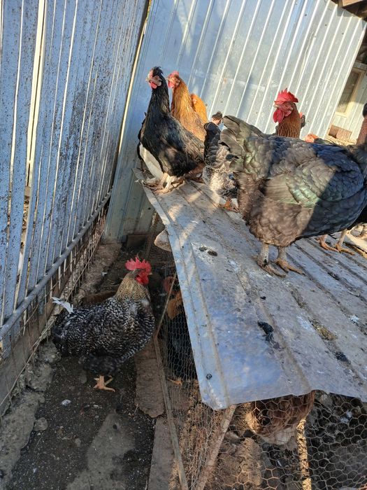 Vând cocoși de casă