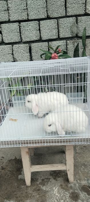 Karlik bolalar sotiladi  qapas  bilan