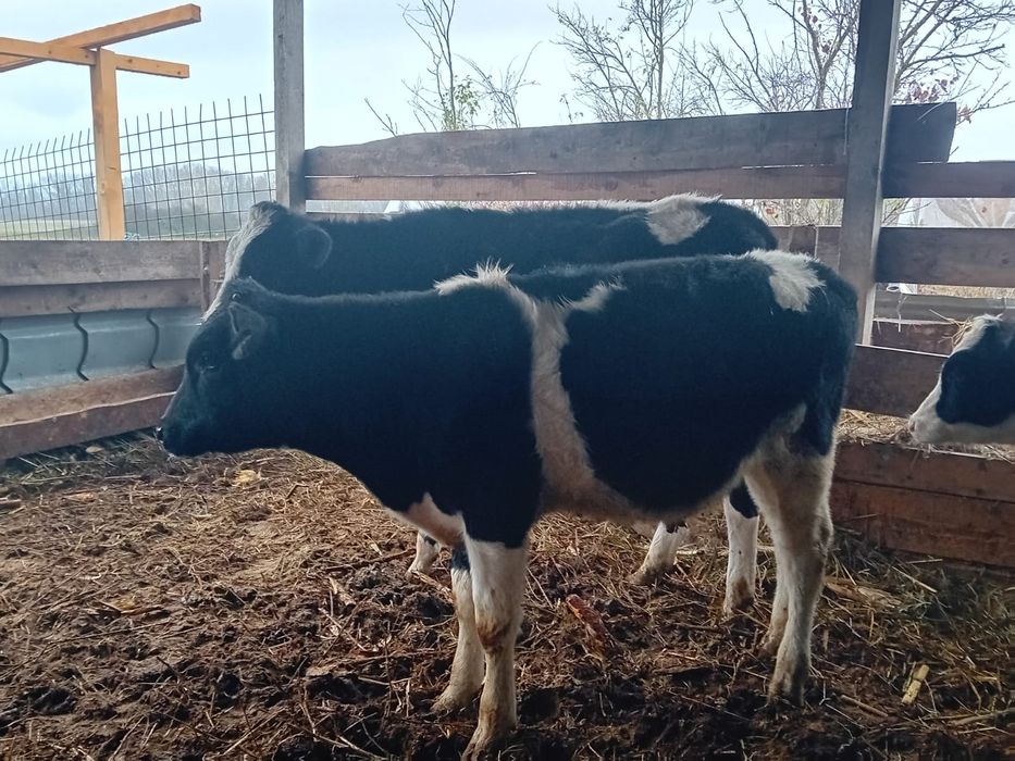 6 vieții înțărcati