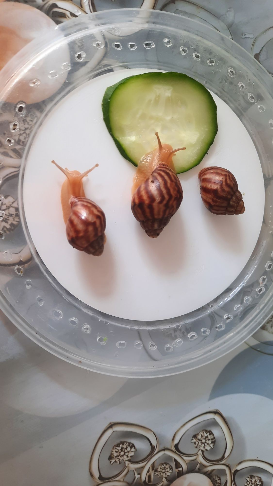 Продаётся улитка Ахатина