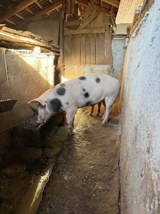 Vand vaca 1 an pret negociabil