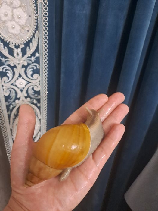 Ахатина радашка албинос и стандарт