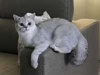 Шиншилловый кот на вязку