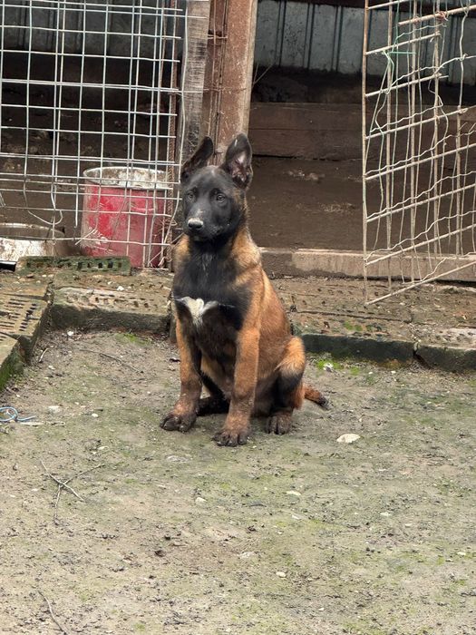ciobanesc belgian malinois