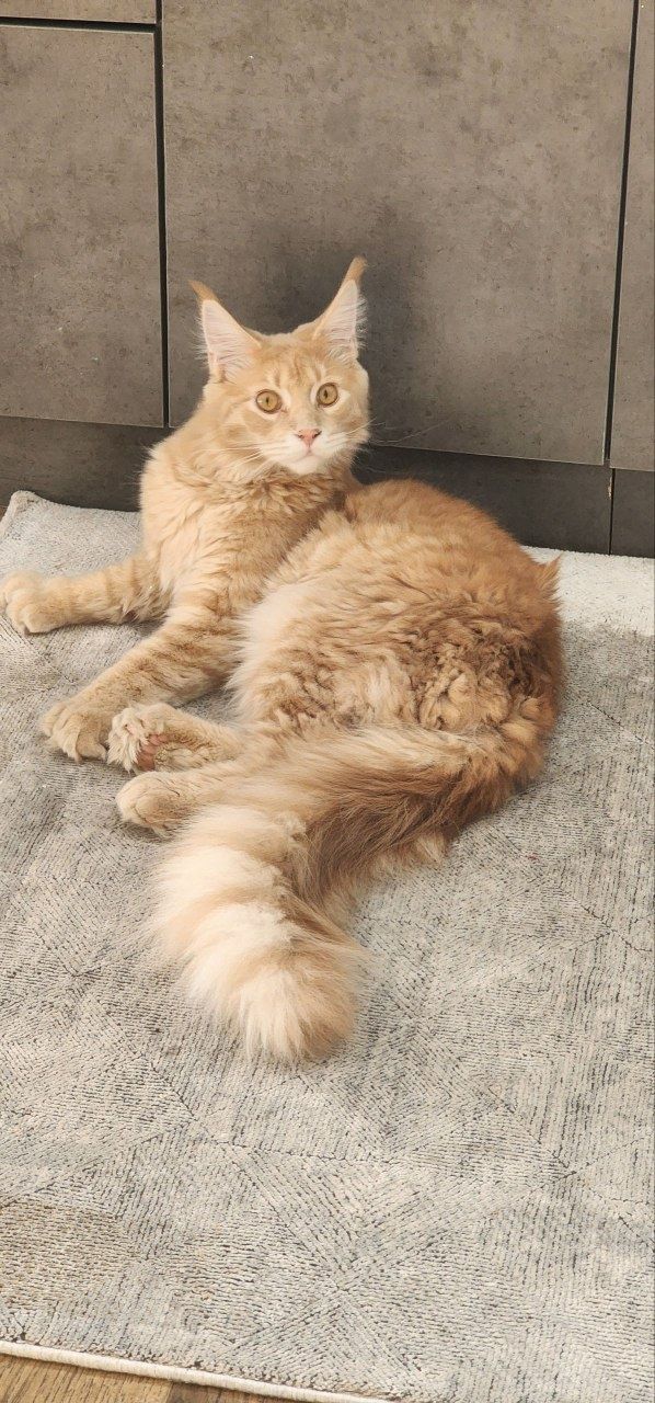 Кошка  породистая