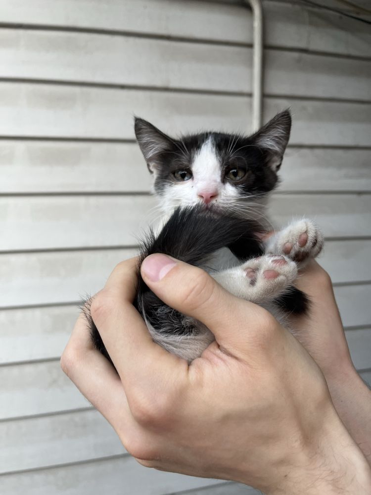 Котята разной окраски белые/черно белые