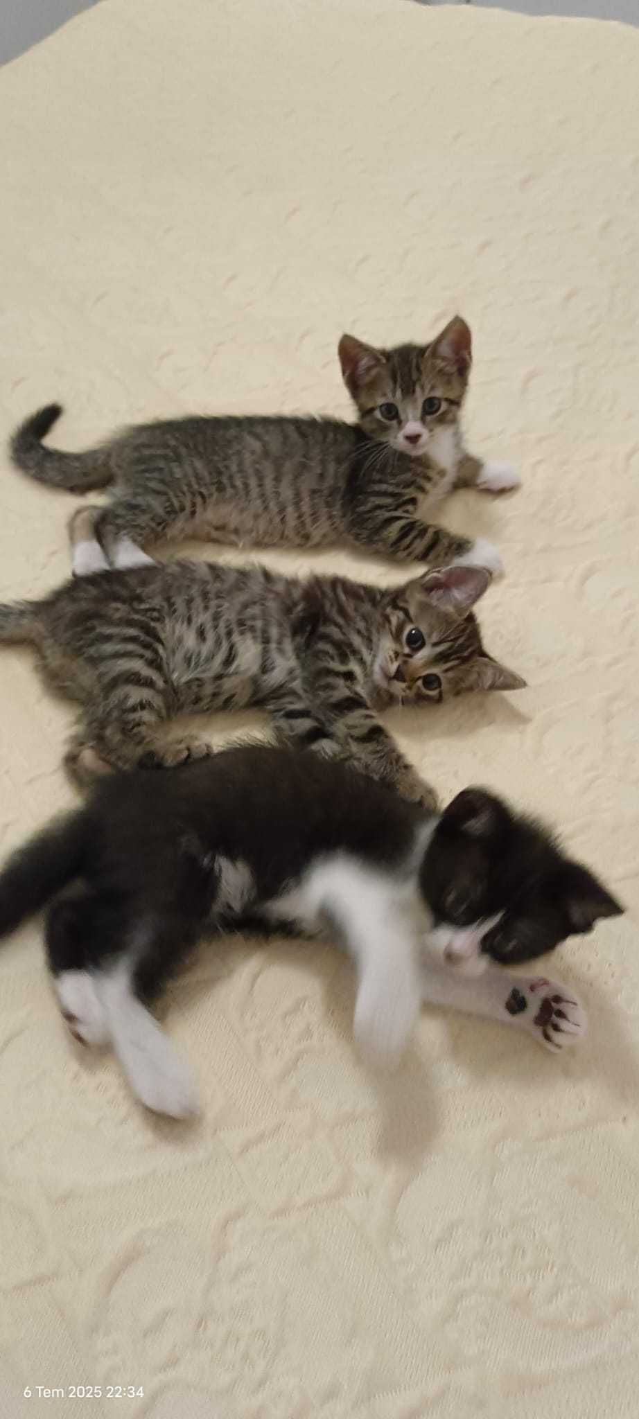 Pisicuţe Gratuite - 5 Puiuţi Adorabili Caută Cămin