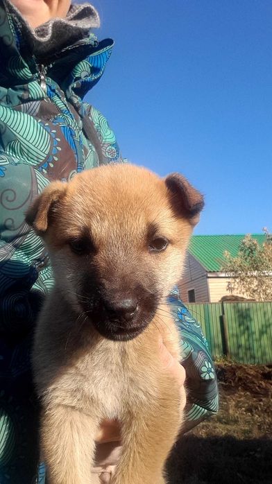 Щенки ищут ответственных хозяев и дом