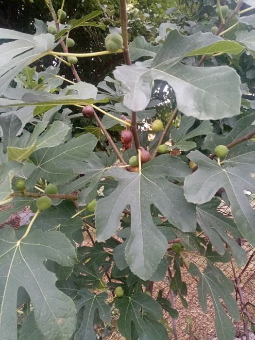 Ранна Смокиня...