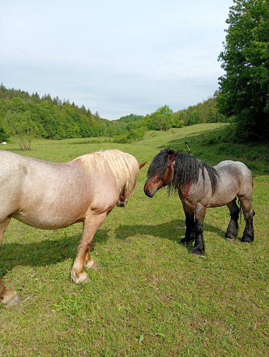 Vând sau schimb armăsar