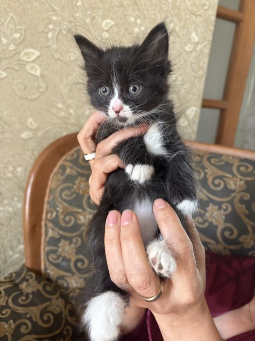 котенок в добрые руки