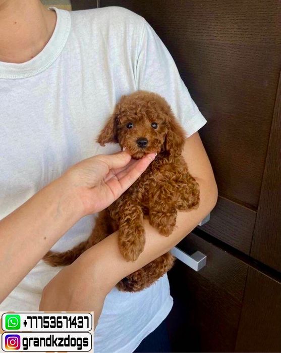 Той пудель учат ласкам