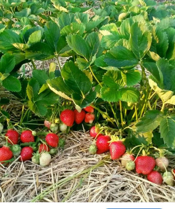 Продавам рассад ягоди.