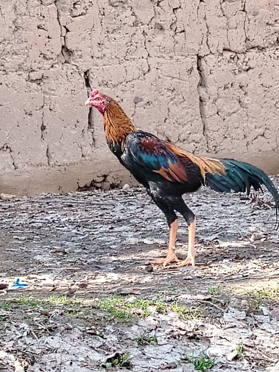 Xoroz sotiladi faqat aniq oladigan tel qilila iltmos