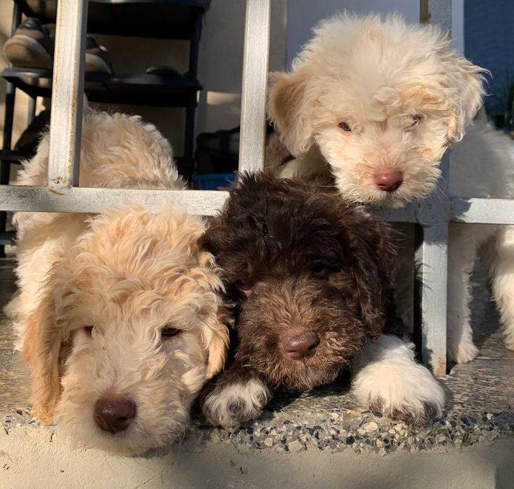 Лагото Романьоло