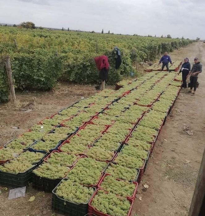 Vand struguri de vin productie 2025 pentry mai multe drtali la telefon