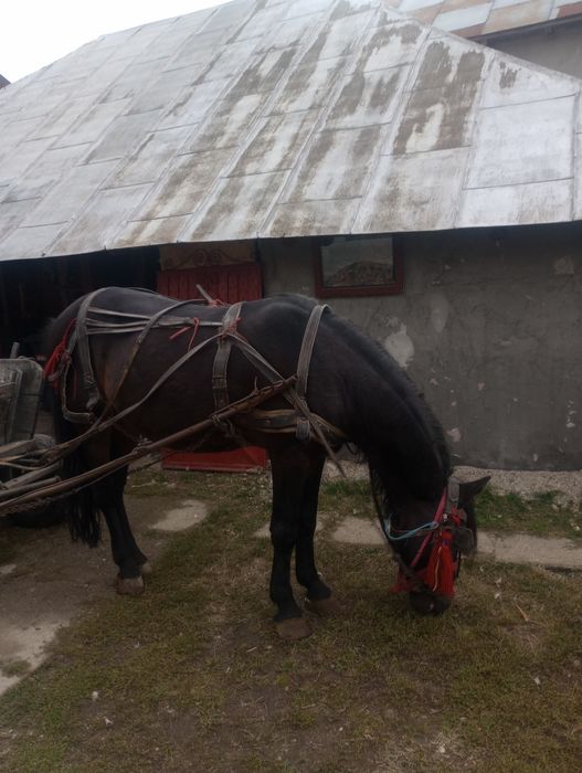 Cal de vanzare cornățel Arges