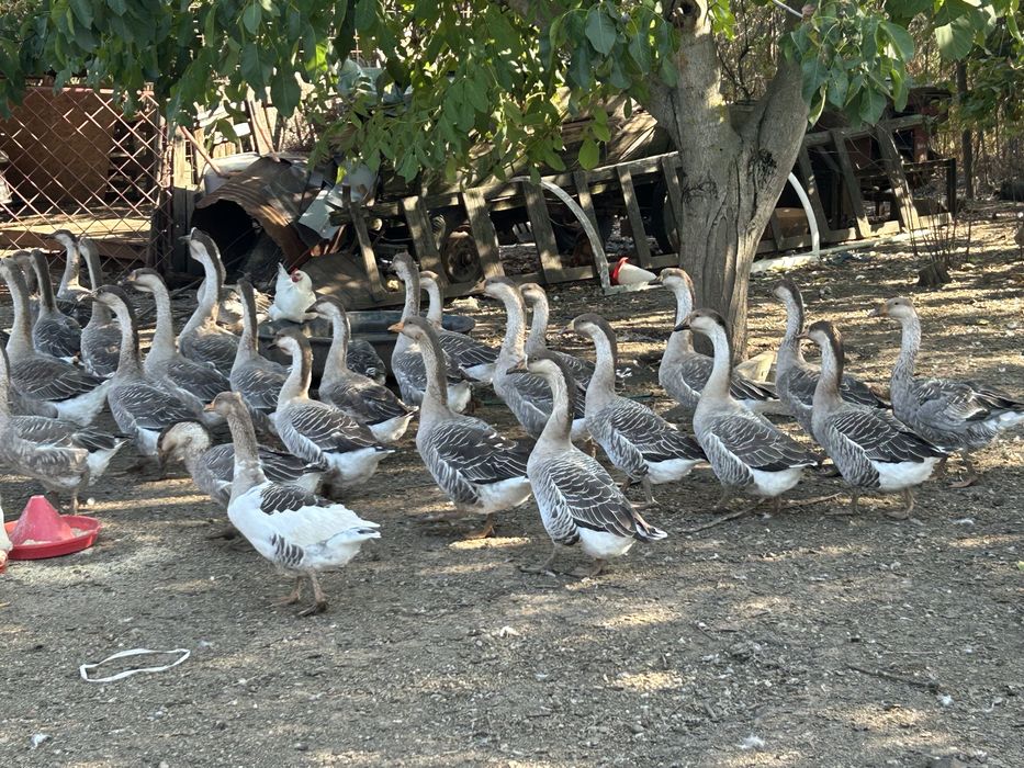 Pasari de curte , gaste , rate si gaini