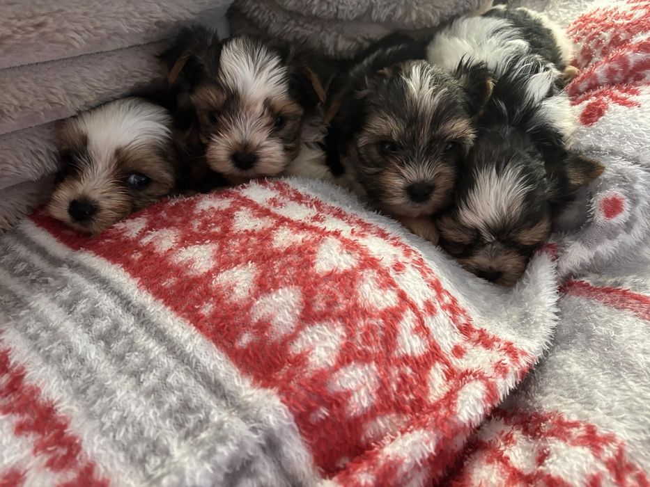 Йорки бивър чудесен подарък