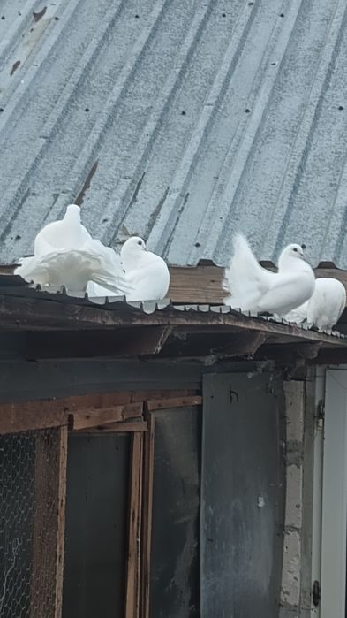 Porumbei albi superbi