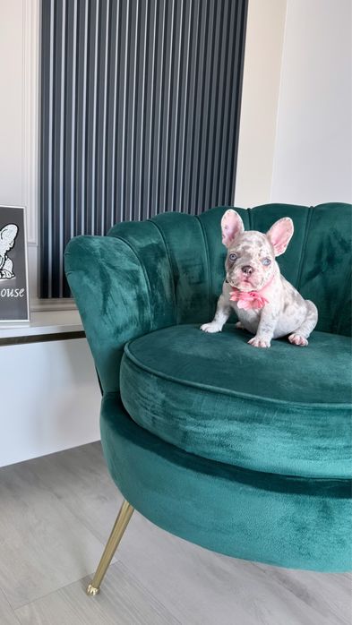 Bulldog francez Frenchie House Luxurios