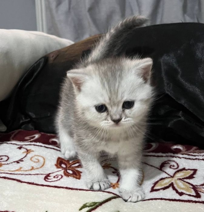 Скотиш страйт девочка серебристая шиншилла