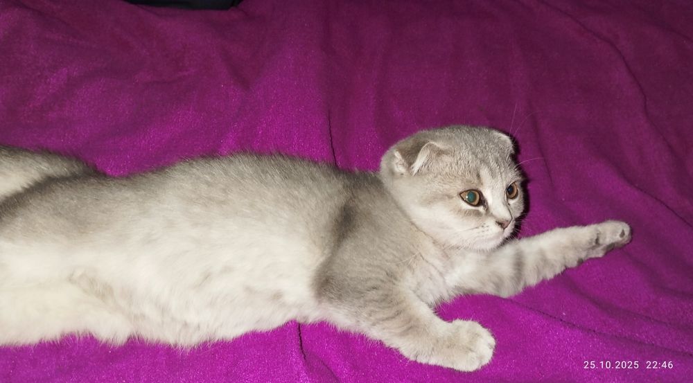 Shatlaniskaya mushuk
