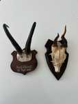 Coarne (craniu) trofeie capra neagra deosebite