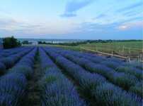 Ulei esențial de lavanda 1 Litru