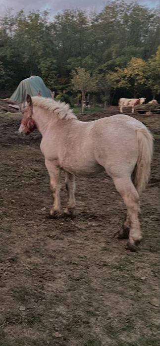 Vând mânză de 8 luni