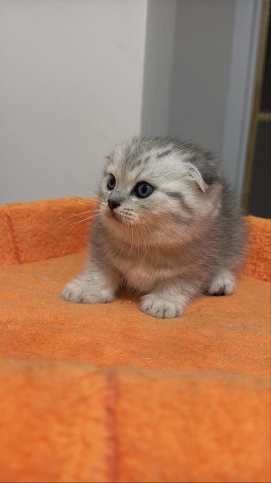 Шотландский вислоухий котенок!
