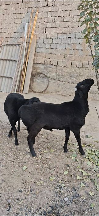 Qo‘zi qo‘chqorlar sotiladi.