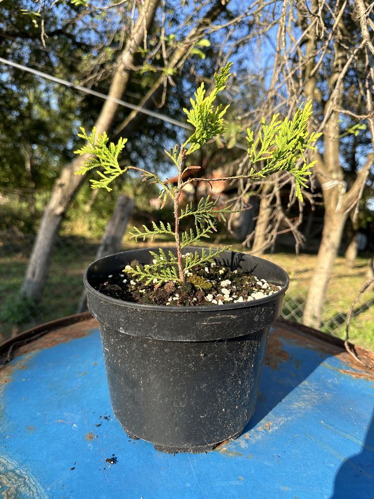 Tuia (thuja) smaragd / columnara/diferite plante ornamentale/ rasaduri