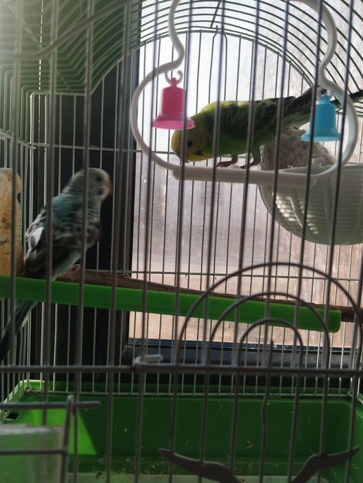 Popugay tòtiqush jufti bilan sotiladi