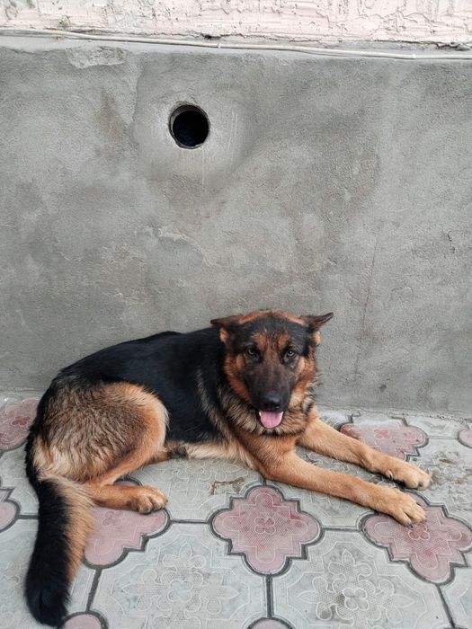 Продам немецкую авчарку