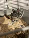 Chinchilla mascul cu tot ce are nevoie – 1 an și puțin