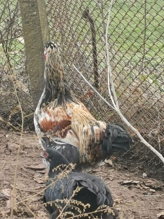Петли домашни Брама всякакъв избор за празниците