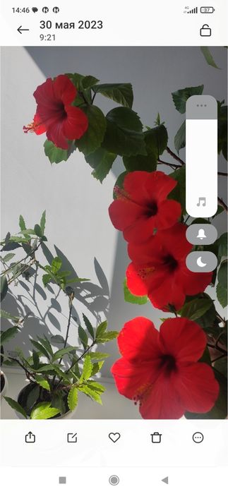 Распродажа!!! Срочно продам гибискус